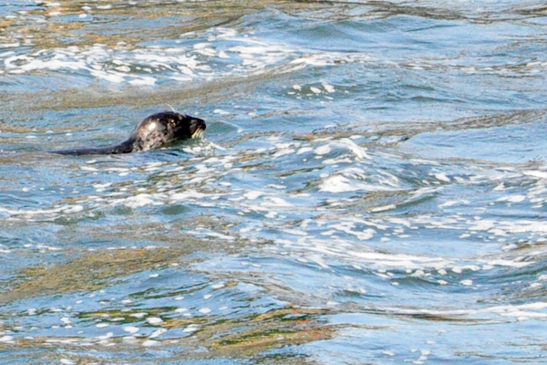 seals in the water